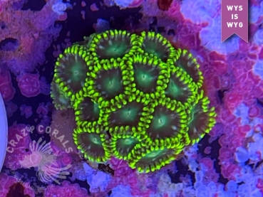 Zoanthus Radioactive Green